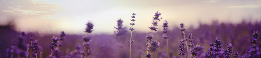 bloom-blossom-depth-of-field-widebanner bloom-blossom-depth-of-field-widebanner
