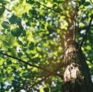 tree trunk with green leaves