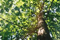 a tree with branches and green leaves being illuminated by light